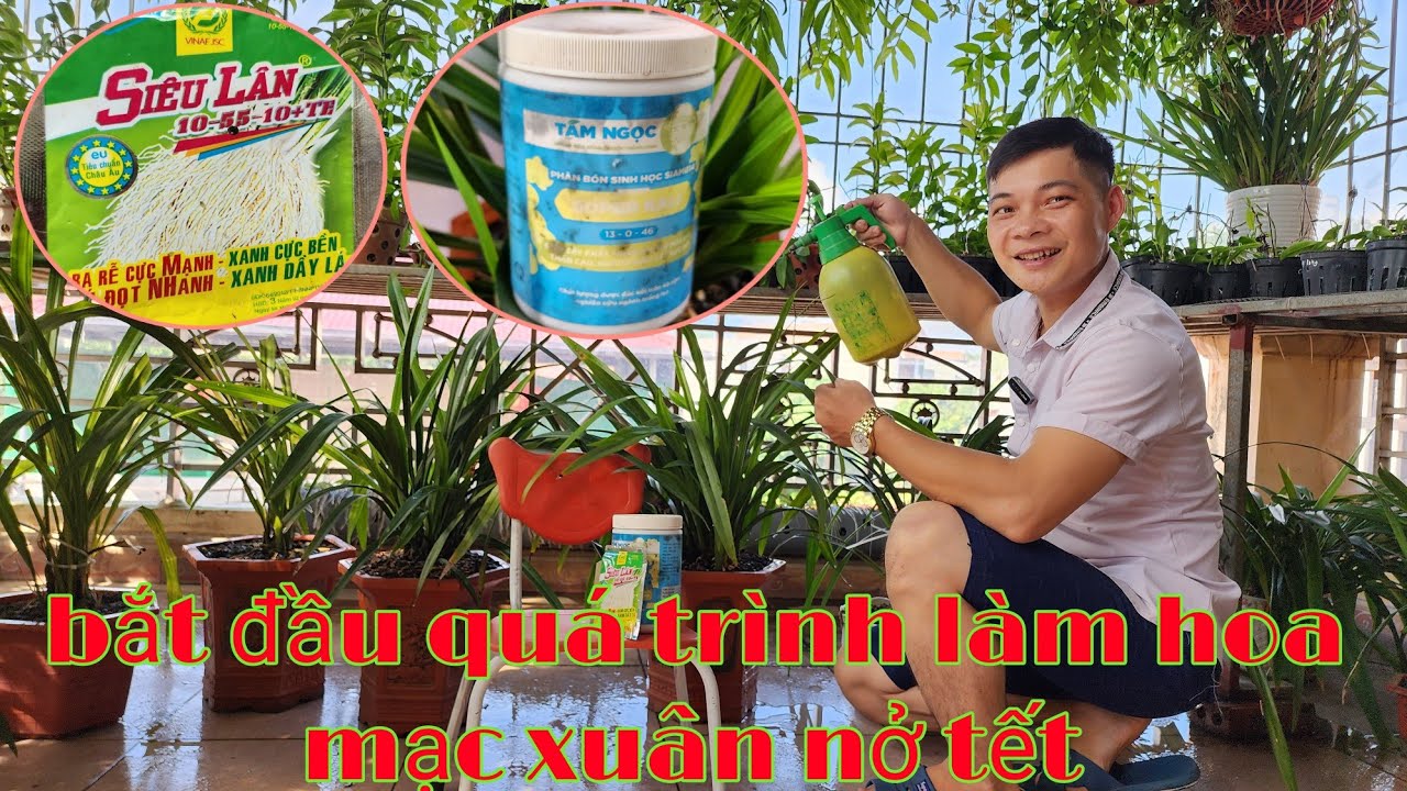 Bắt đầu quá trình làm hoa tết cho địa lan mạc xuân, thuốc kích hoa cho lan | phong lan rừng phúc vân