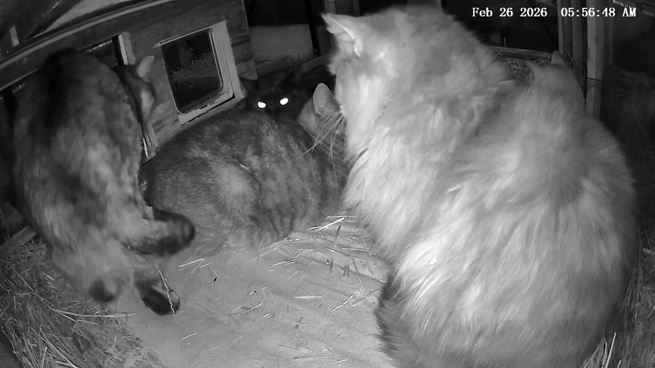 Mama the Cat Goes After Baby the Cat