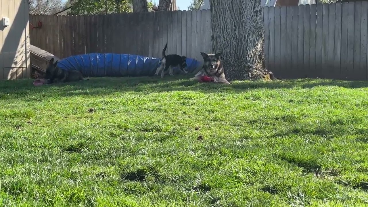 Willard and Murphy - Playdate