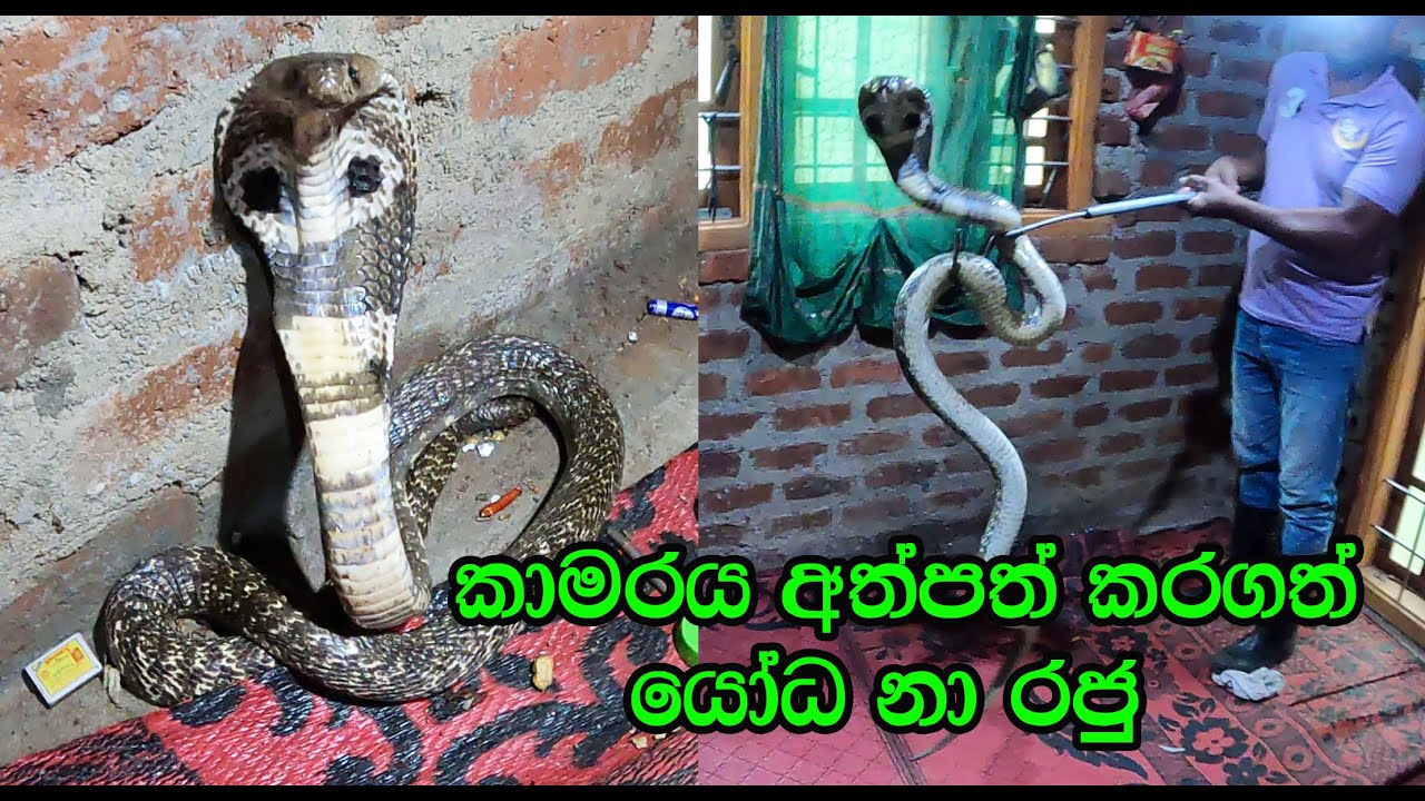 The giant cobra that took over the room