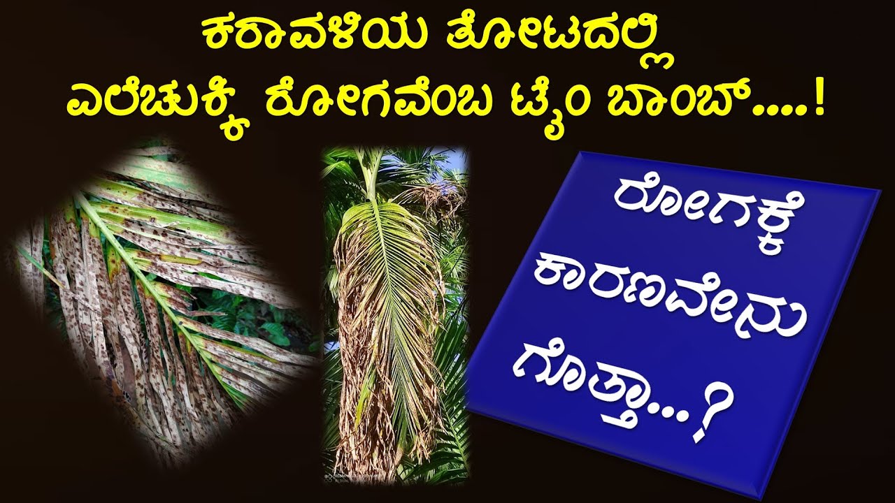 ಅಡಿಕೆ ತೋಟಕ್ಕೆ ಎಲೆಚುಕ್ಕಿ ಬರಲು ಅಸಲಿ ಕಾರಣವೇನು..?  Leaf Spot Disease management in Arecanut