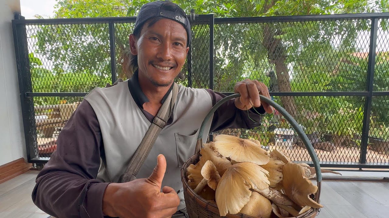 เห็ดปลวกดอกใหญ่ ได้เต็มตะกร้า  |  พรานหมึก คนตีผึ้ง
