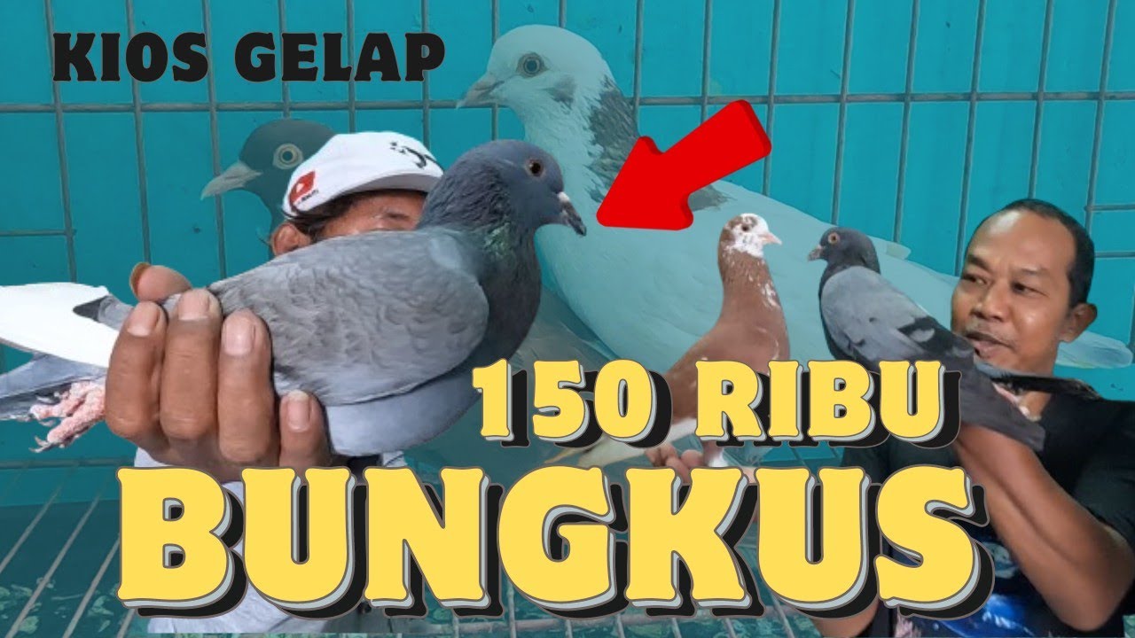 Cari Burung Merpati Mewah Ada di Sini Kandang Gelap Bekas Bandangan