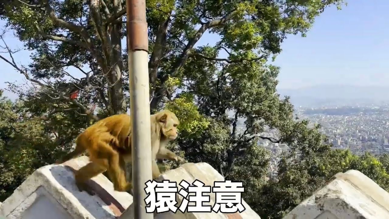 猿に怯えながら観光するネパール【スワヤンブナート】