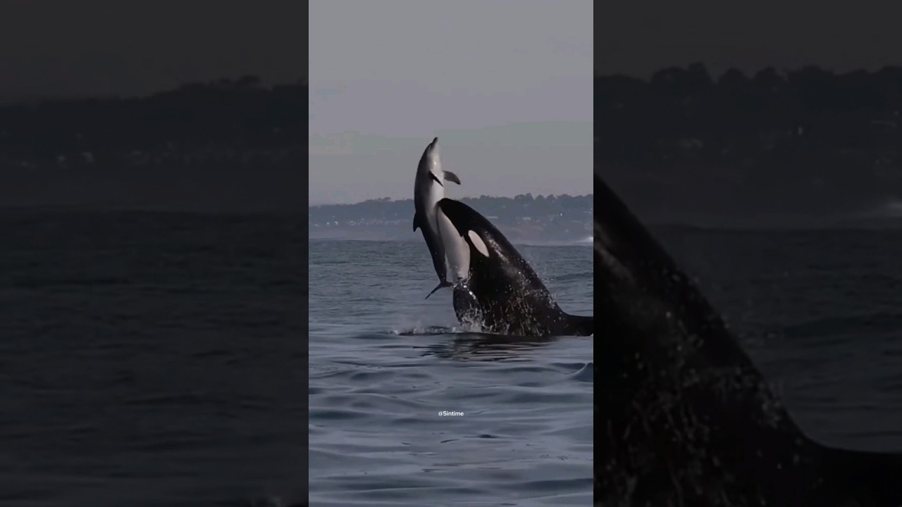 PORQUE ORCAS N&Atilde;O ATACAM HUMANOS? #orcas #ocean