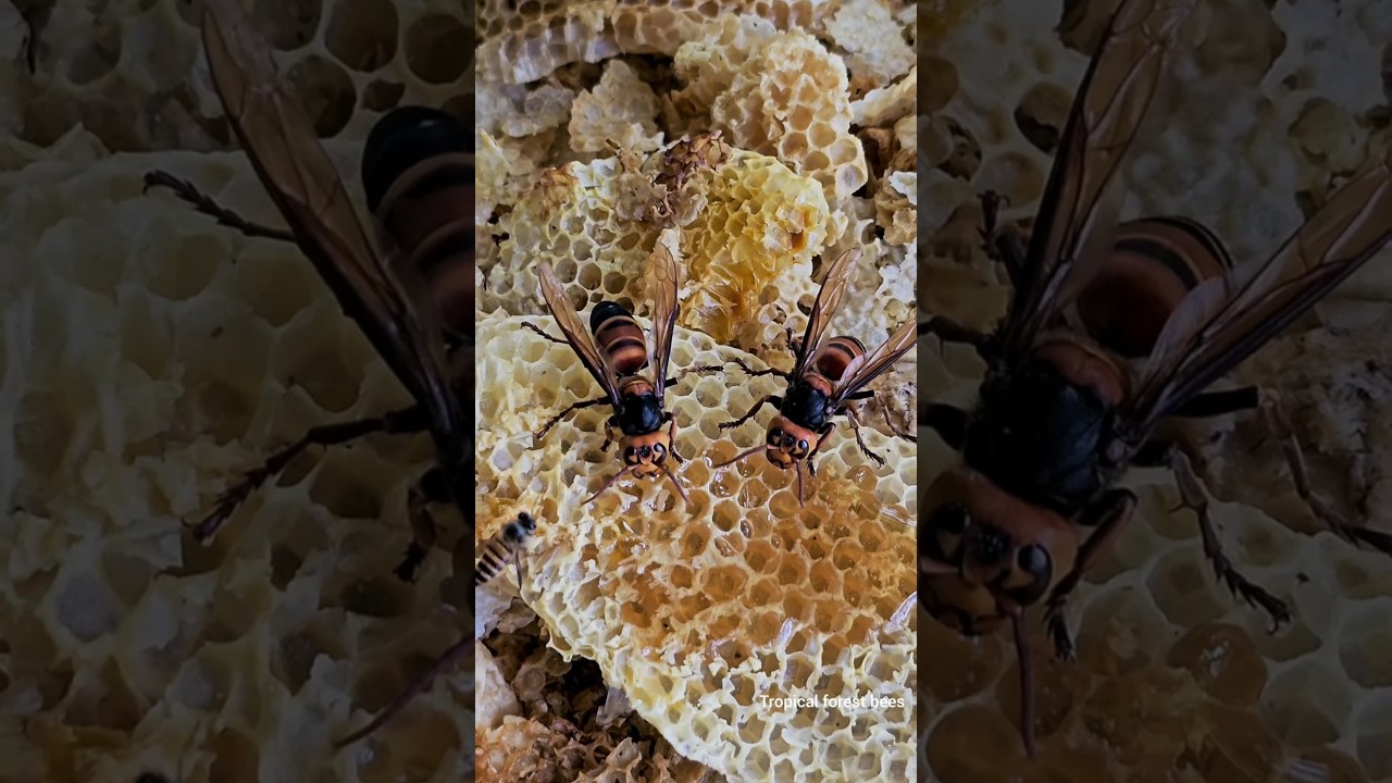 When Giant Predators Arrive: Asian Hornet Steals Honey 🐝 #bees