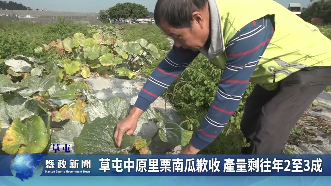 草屯中原里栗南瓜歉收 產量剩往年2至3成｜南投縣政新聞 2026.01.30