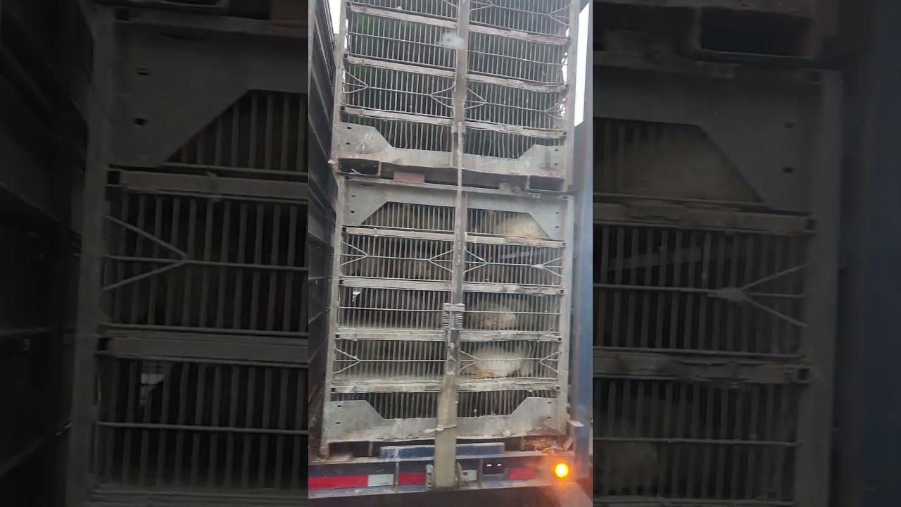 Hauling chickens! #usa #chickens #trucking