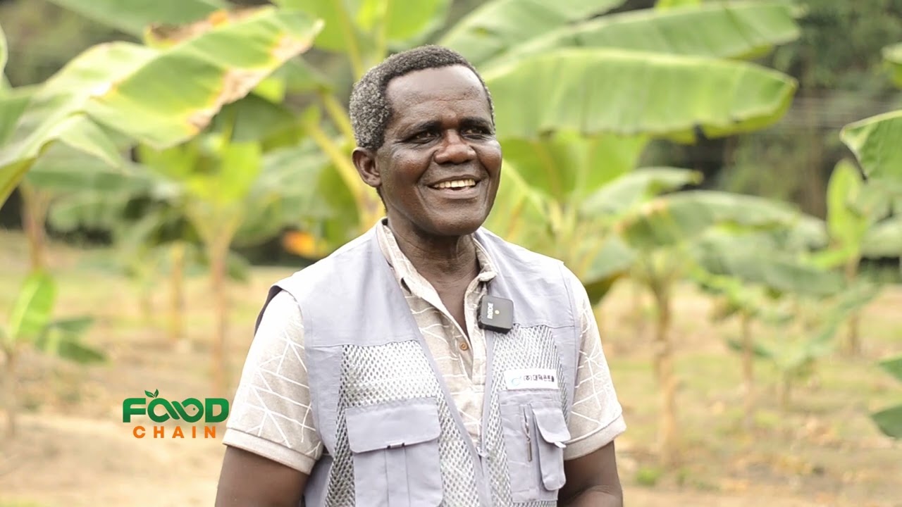 Maximizing Plantain/Banana production in Ghana under a changing climate
