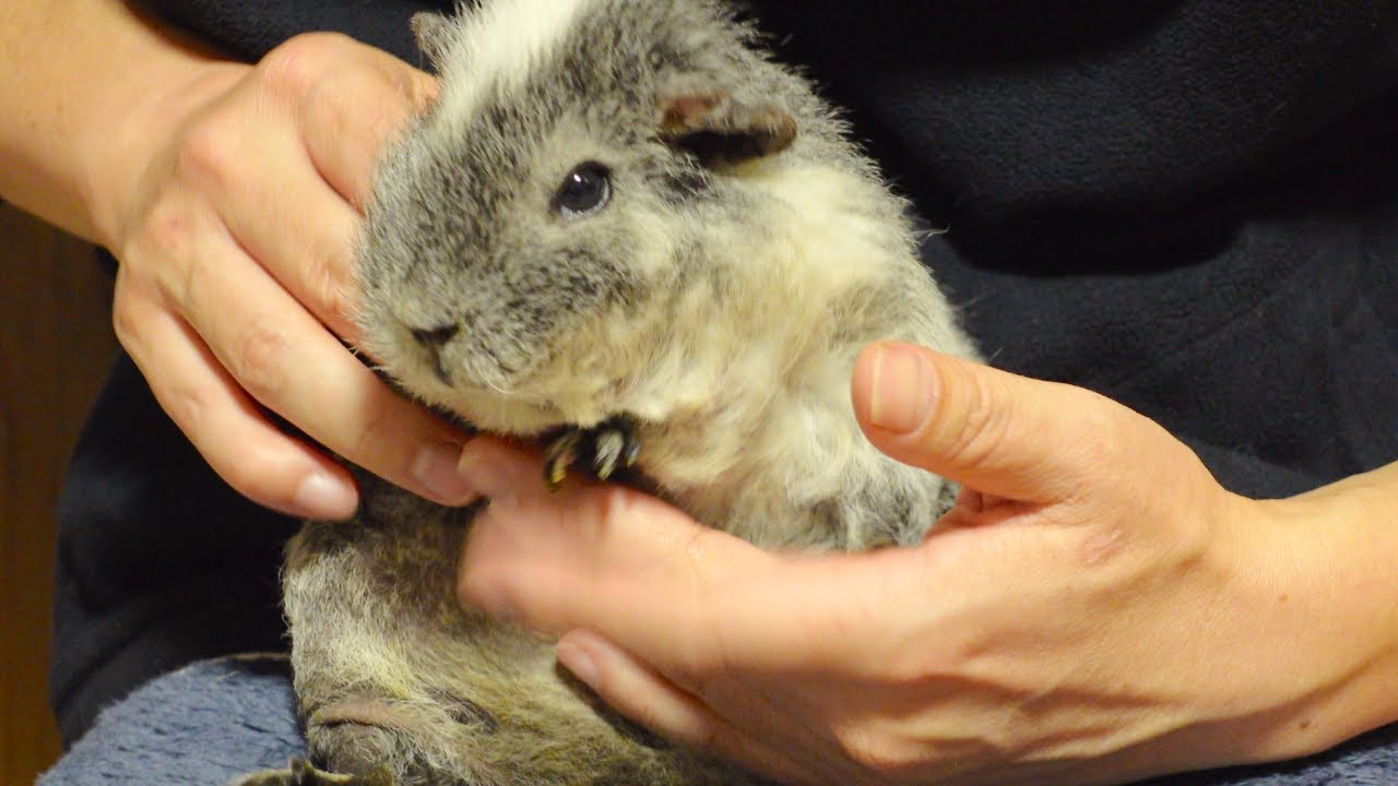リンパ腫と闘うアオちゃんの現状