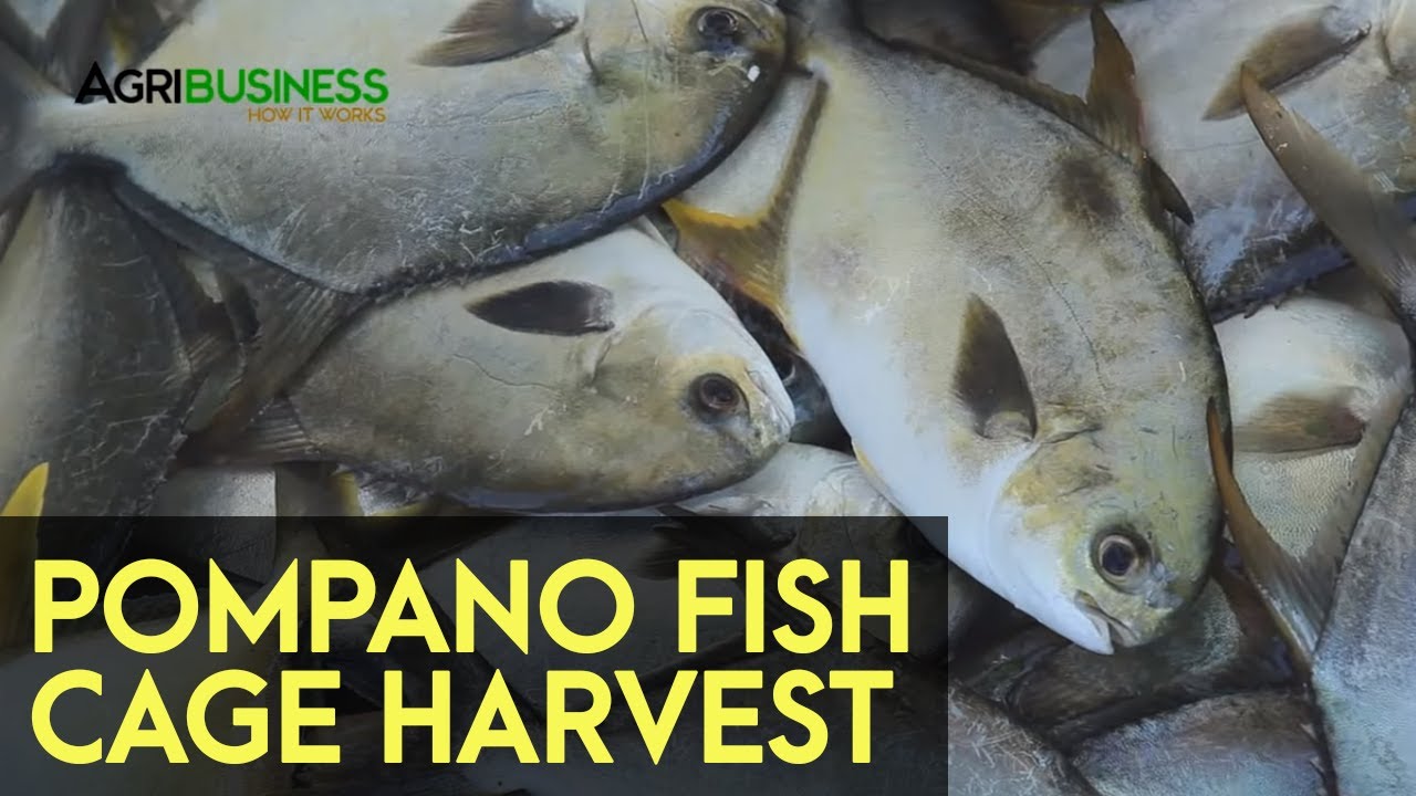 HARVESTING POMPANO: Harvesting Pompano in Fish Cages | Agribusiness How It Works