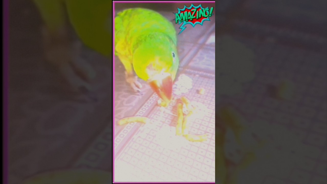 amazon parrot talking | 🦜mother parrot calling sound 🥀#shorts #mitho #trending #parrot #pets