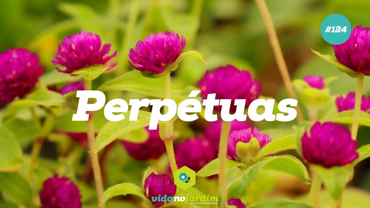 Perpétuas