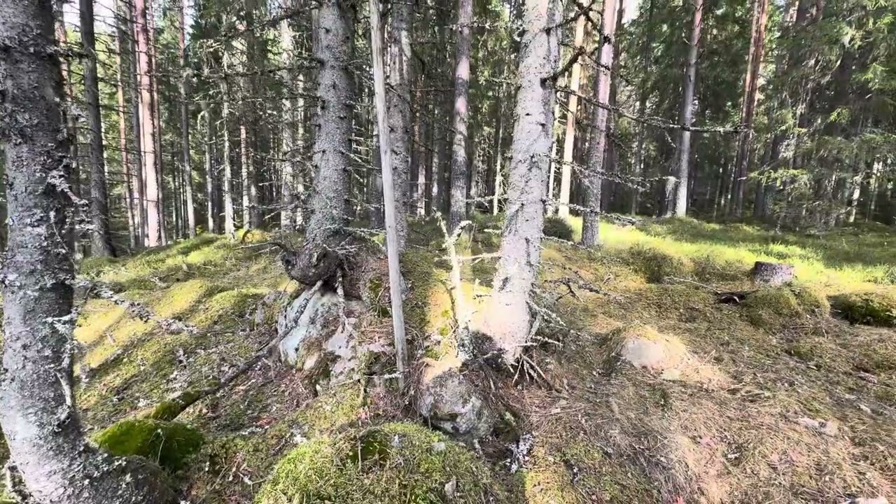 Wandelen in de bossen van Torsby Zweden