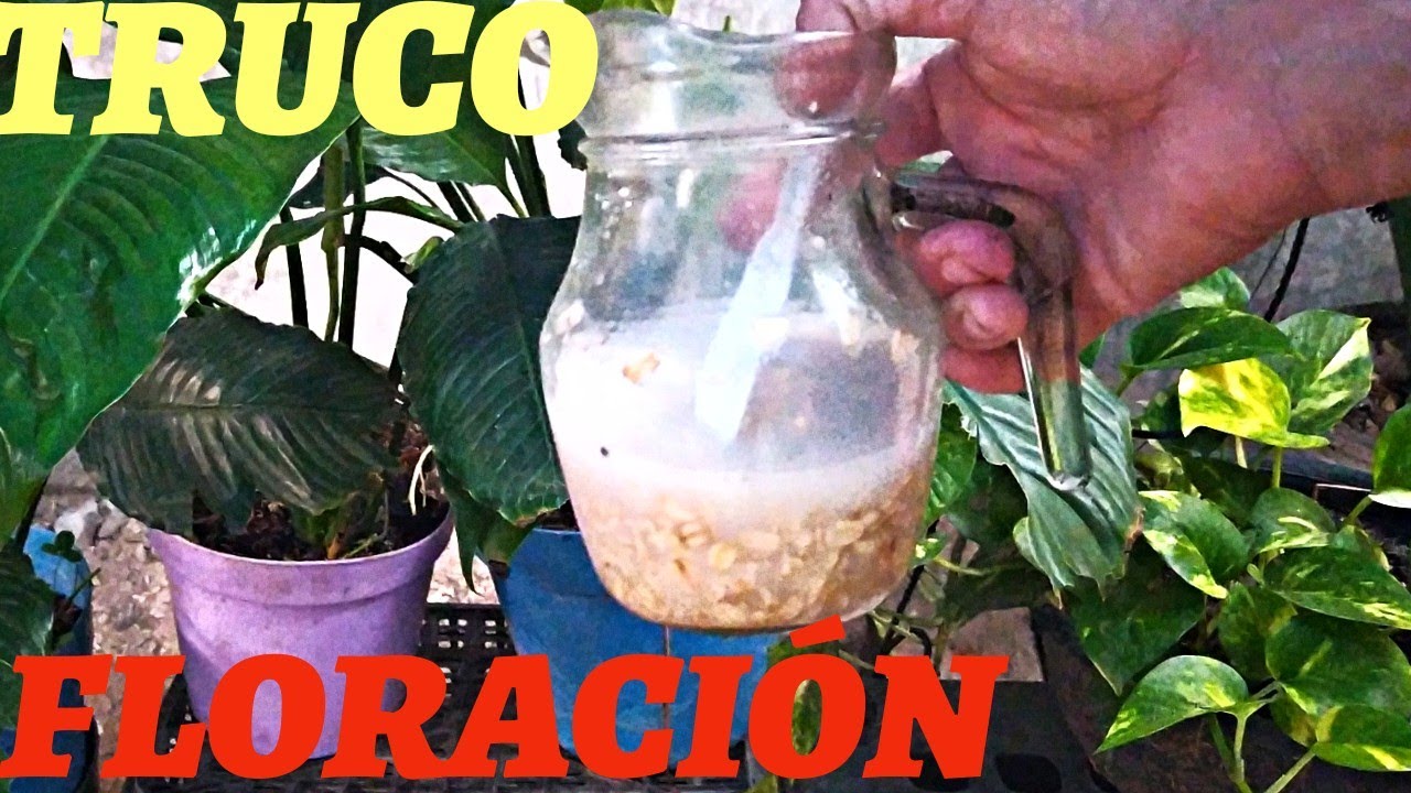 Cuna de Moisés hazla florecer con solo un poquito de abono casero