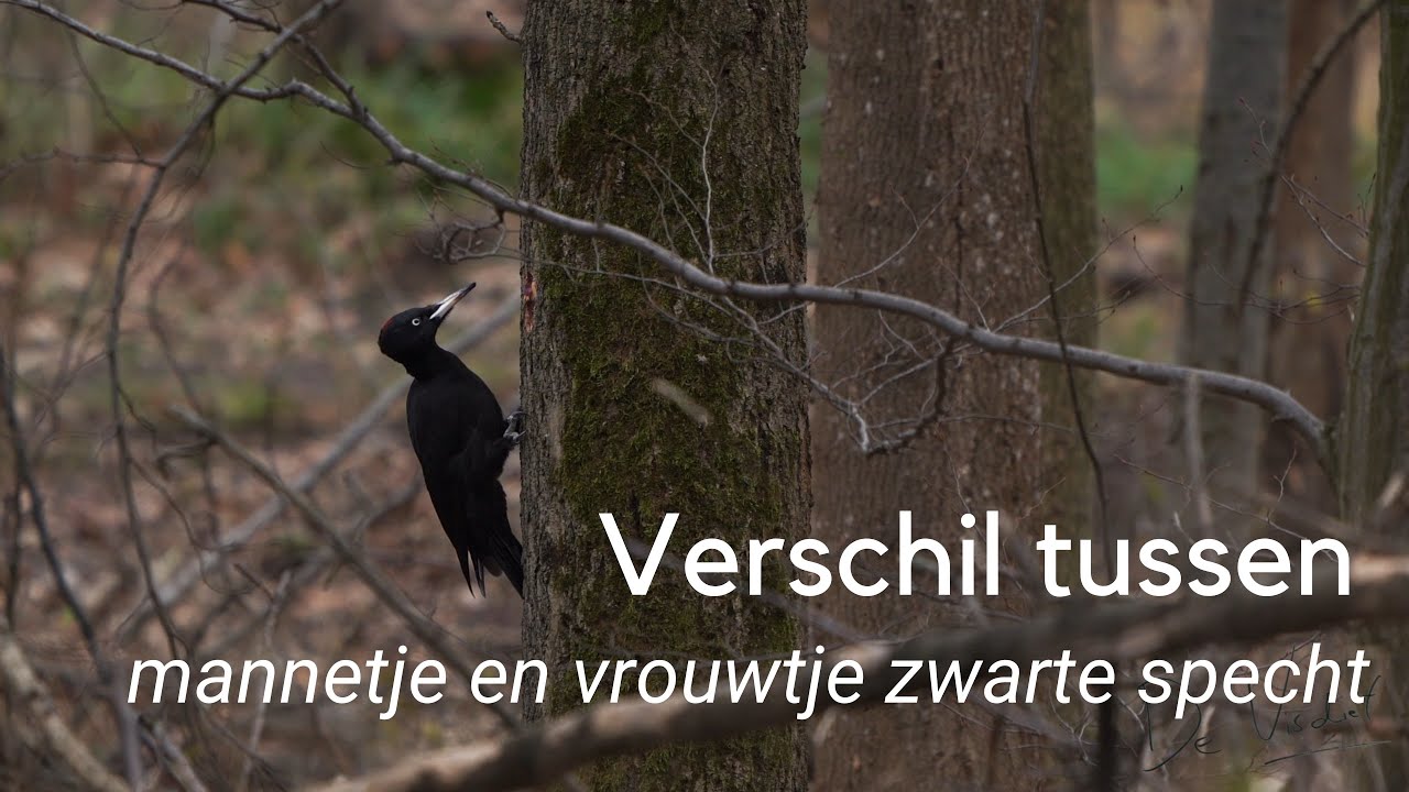 Herken het verschil tussen mannetje en vrouwtje zwarte specht #1158