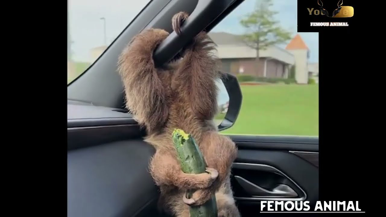 The animal funny clips 😅😂 FEMOUS ANIMAL 