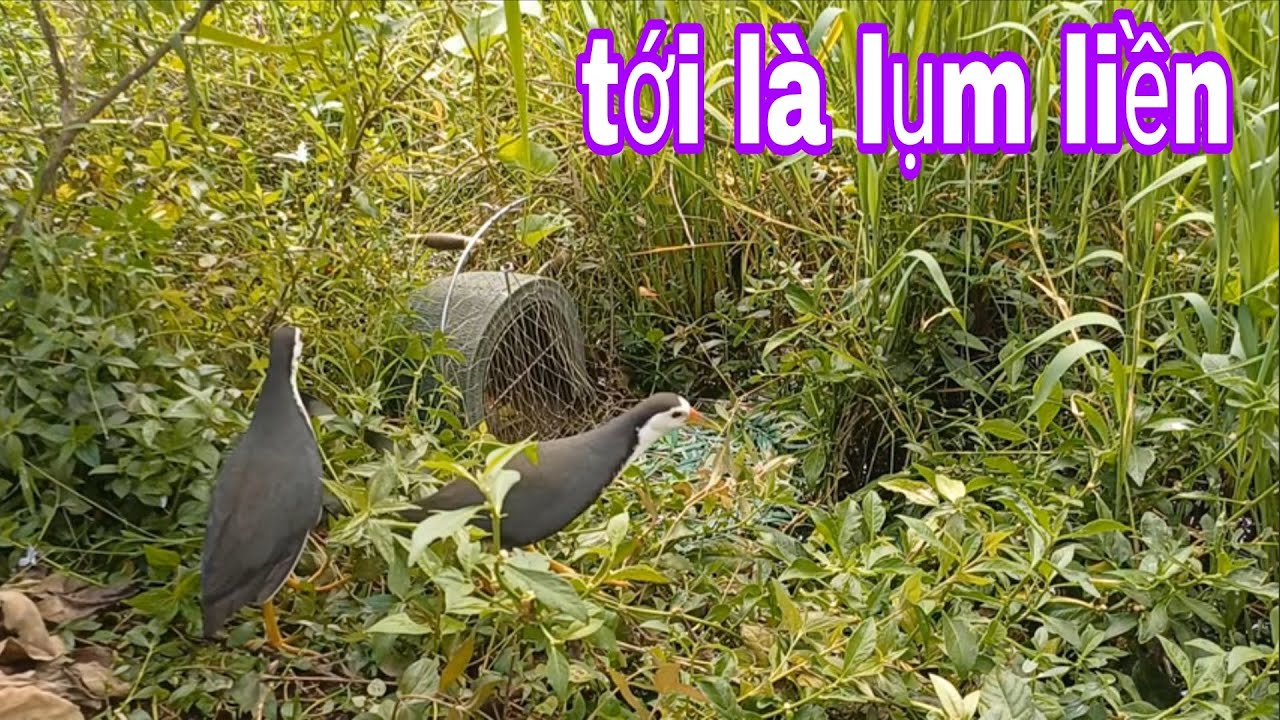 Bẫy Quốc Trúng Kỷ Lục Nào Giờ , Dính Cùng Lúc  2 Con Làm Nên Kỳ Tích # SĂN BẮT ĐỒNG THÁP #