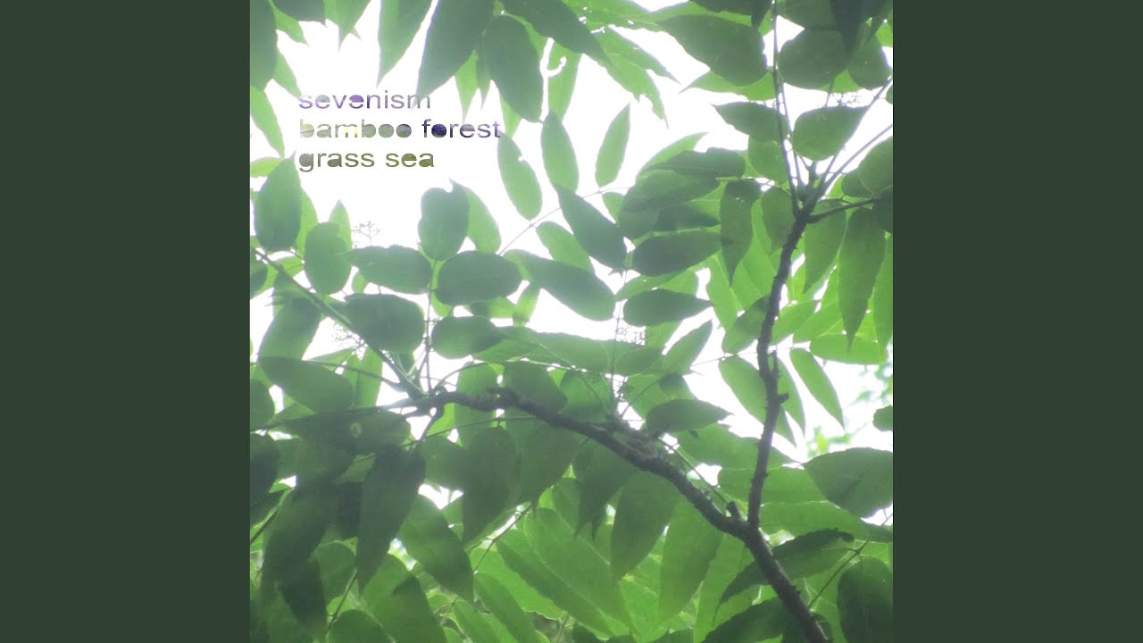 Bamboo Forest. Grass Sea