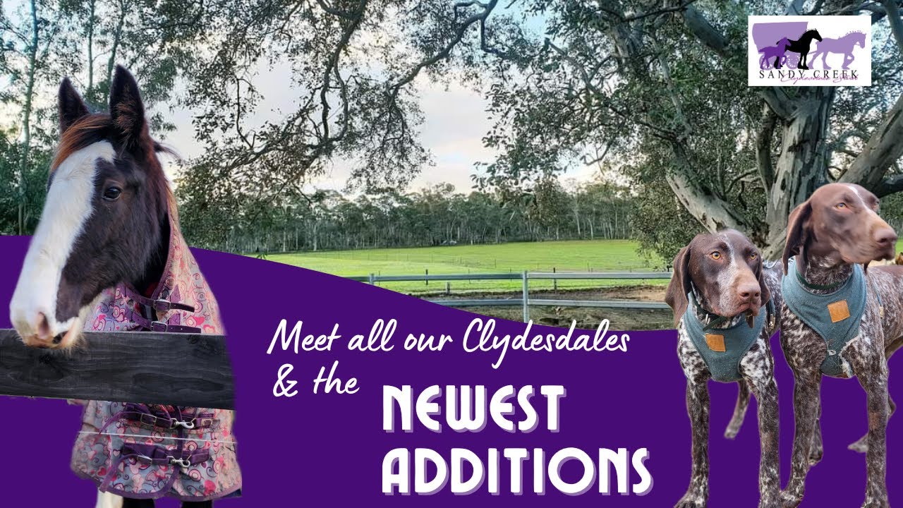 New Puppy's, Imported Colt & an Evening with the Clydesdales