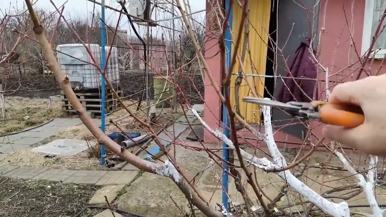 Обрізка персика (з результатом в кінці відео)