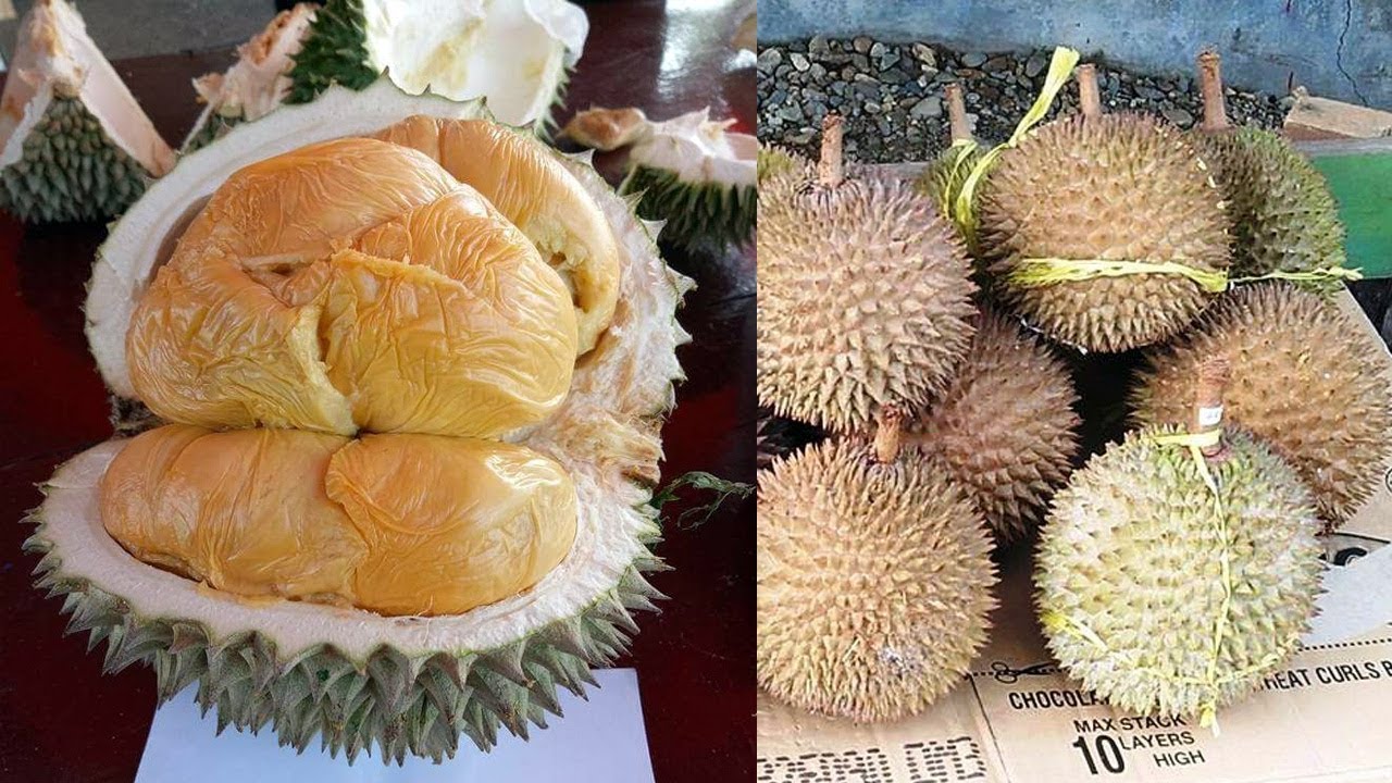 Cara Menanam Dan Budidaya Durian Ochee Duri Hitam Cepat Berbuah (black thorn durian)