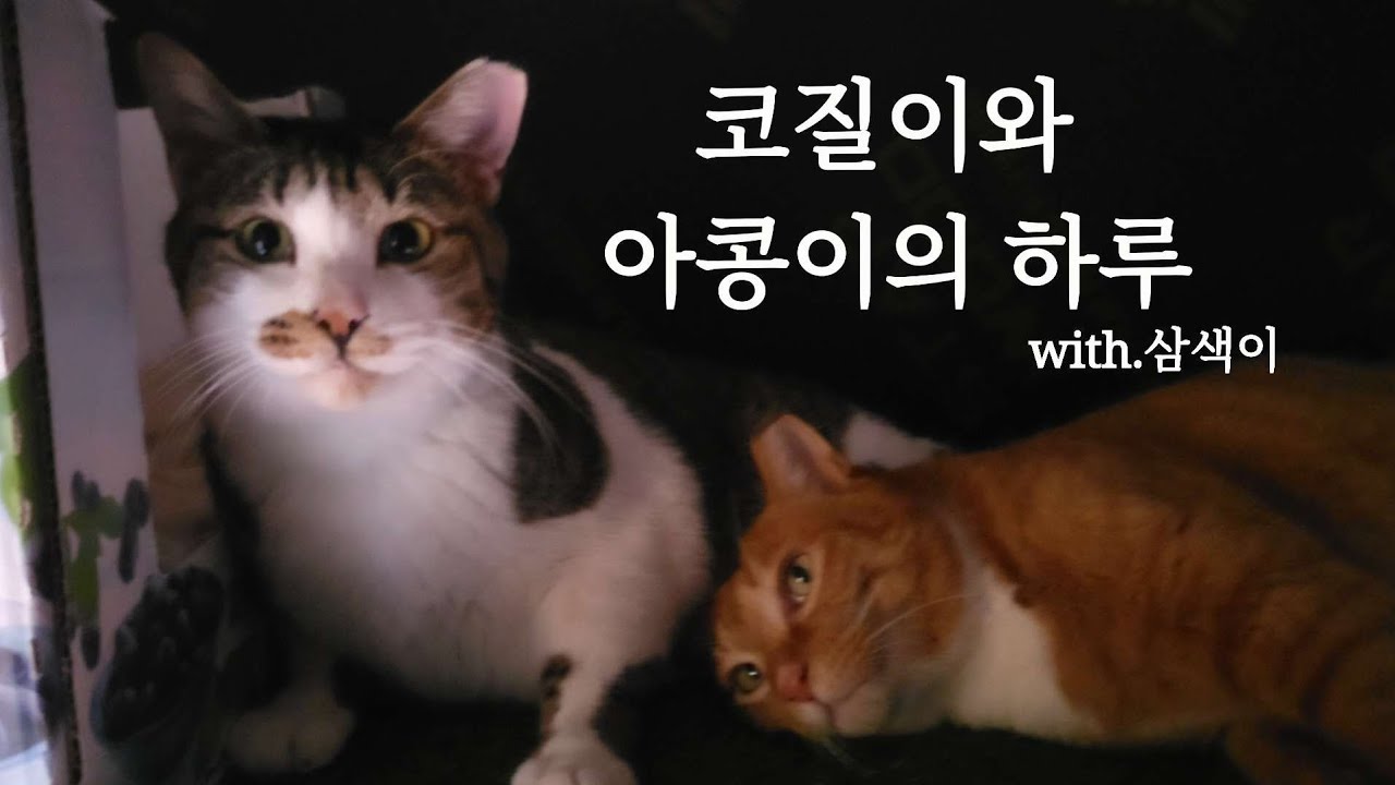 코질이와 아콩이의 하루(with.삼색이) ​A Day with Kojil and Akong (feat. Samsaek)