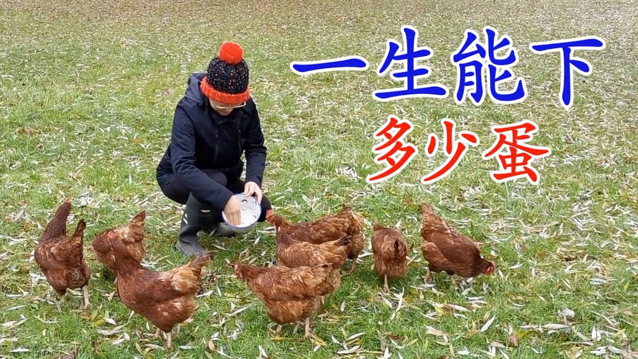 养几只鸡吃蛋 你知道鸡一生能下多少蛋？鸡的寿命多长？Chicken
