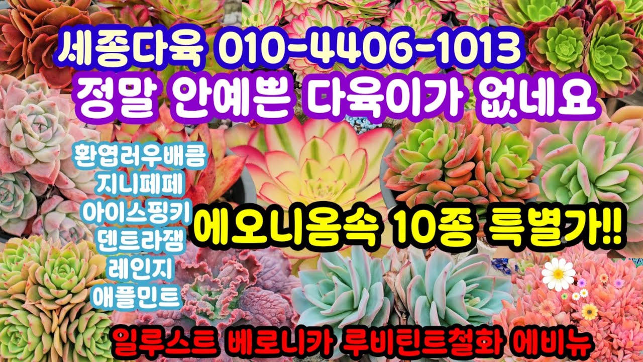#다육이 쇼핑 🛍 세종다육 010-4406-1013 (26.3.2)에오니옴속 시리즈 특가 꽃담분 시리즈 환상 다육이 득템  찬스 🌸🤗