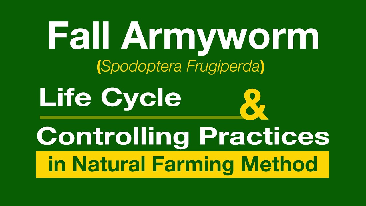 Fall Army Worm II Life Cycle II Natural Farming Method of Control (English) II RySS&DoAG IIA.P