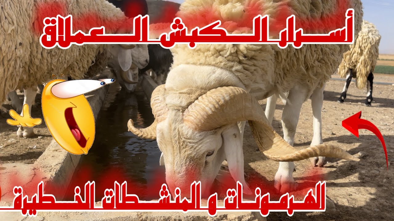مربي ينجح في إنتاج الكبش العملاق وتصديره للولايات بعيداً عن المكملات و الهرمونات / اللحم الطبيعي 🌳🌳