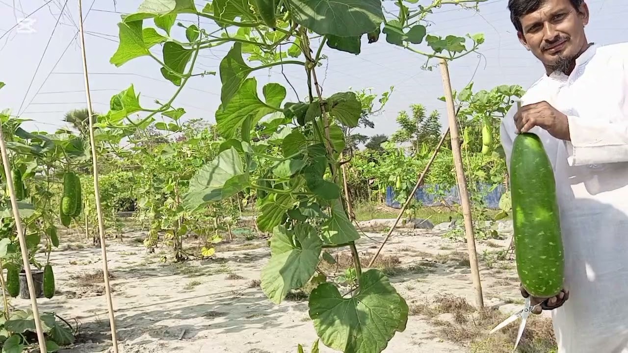 নিজের ভাগ্য নির্ধারণ করেছেন, জামাল মিয়া। 