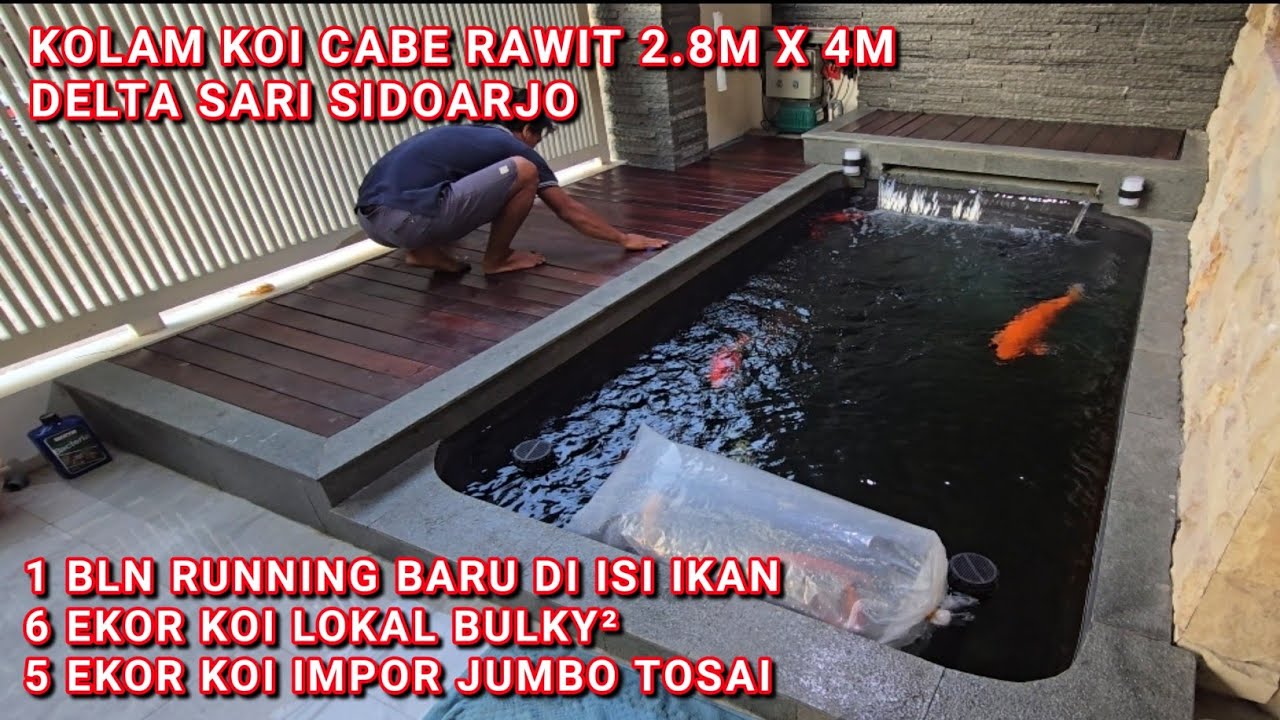 COSTUMER PALING SABAR | KOLAM LAMA RUNNING DAN BARU DI ISI IKAN | DELTA SARI SIDOARJO