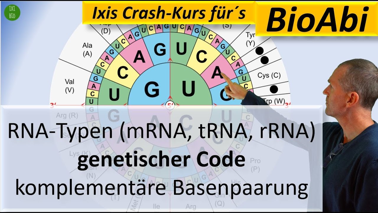 RNA-Typen (mRNA, tRNA, rRNA), Genetischer Code und Komplement&auml;re Basenpaarung - Anwendungsaufgaben