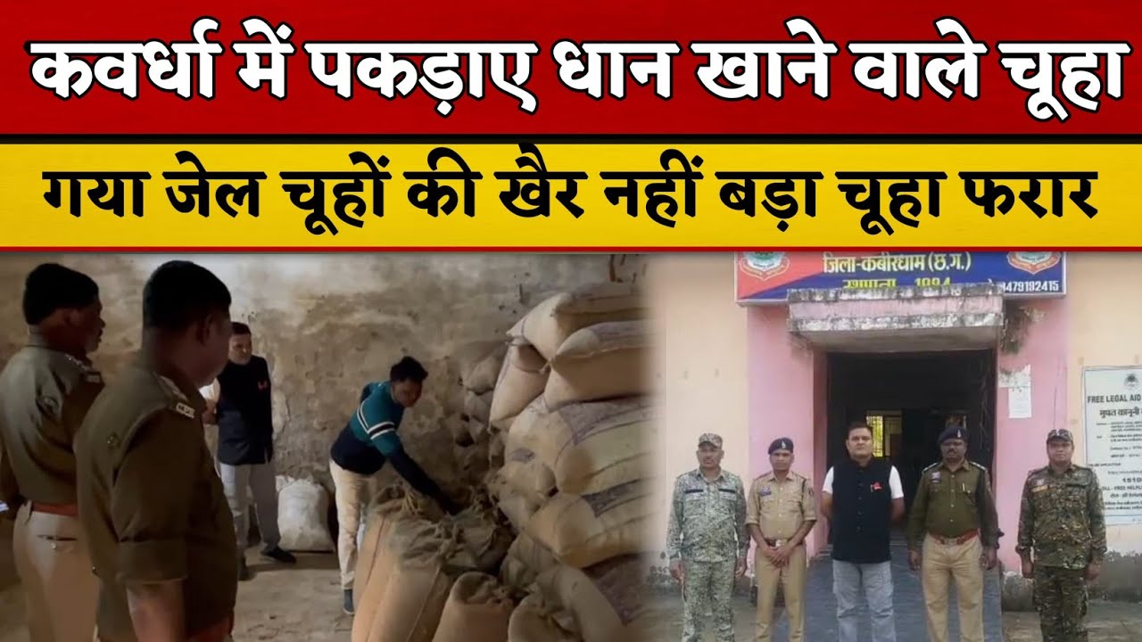 कवर्धा में चूहा गिरफ्तार शुरू हुआ ‘चूहा पकड़ो अभियान,सीधे भेजा गया जेल!बाकी चूहों की तलाश जारी..
