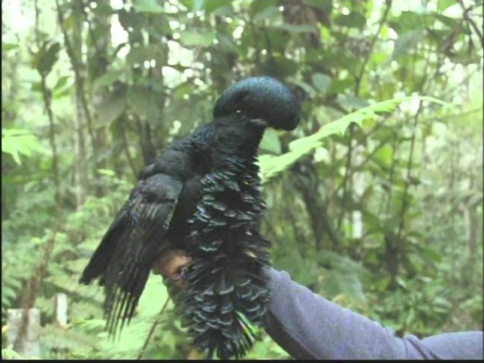 Conservation in the Choco