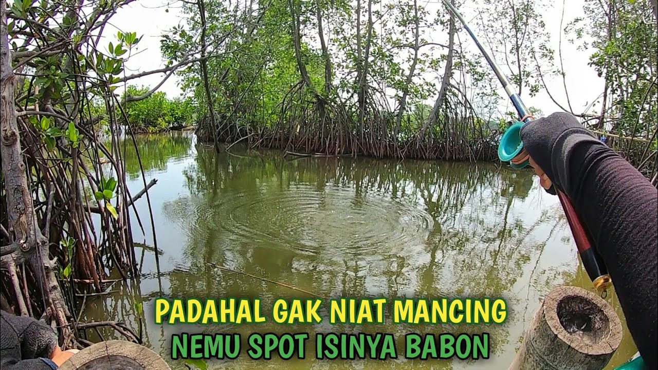 Spot Baru Pinggir Jalan Ternyata Dihuni Babon !!!