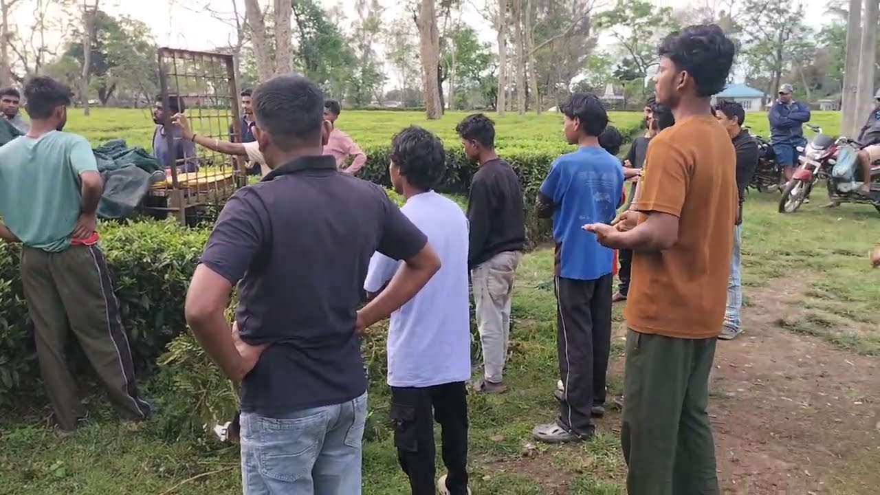 Leopard Capture Operation Begins 🐆 | Cage Trap Set 