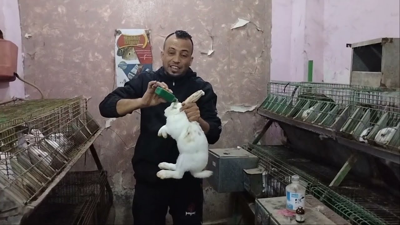 للارنب عمليه جراحيه في المخ في ثلاث دقائق تعال شوف بعينك وخليك صنايعي ارانب