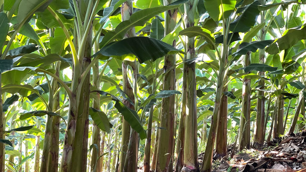 Costos y ganancias de una hectárea de plátano a un solo corte