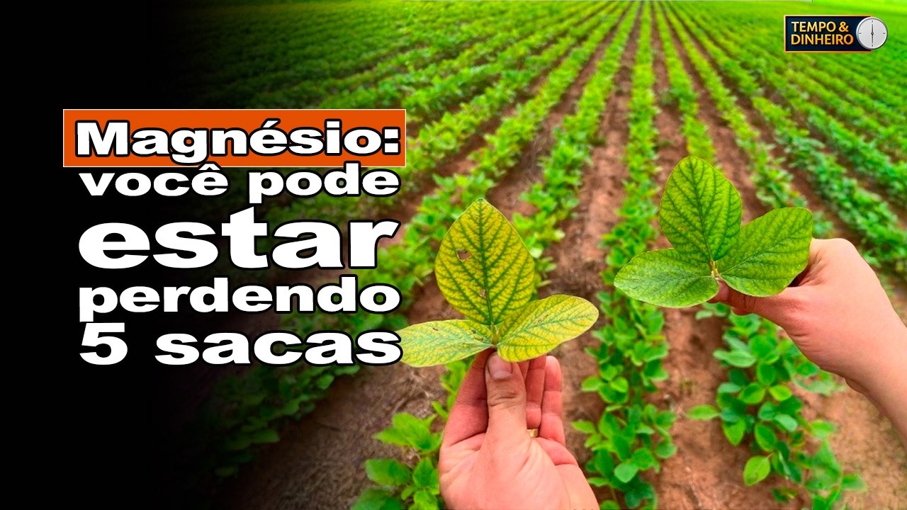 Falta de magnésio pode tirar 5 sacas ou mais: veja como corrigir com o especialista do T&D