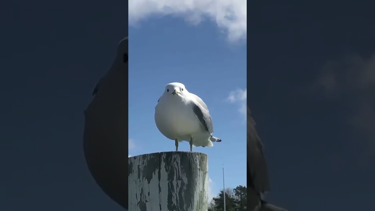 Seagull scream!!!!!