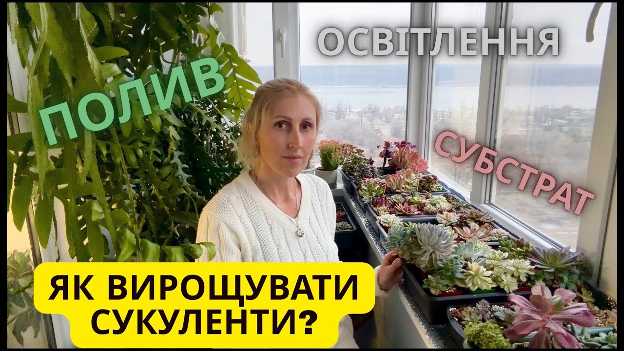 💙💛 Як я вирощую сукуленти: освітлення, полив і склад ґрунту для здорових рослин👌