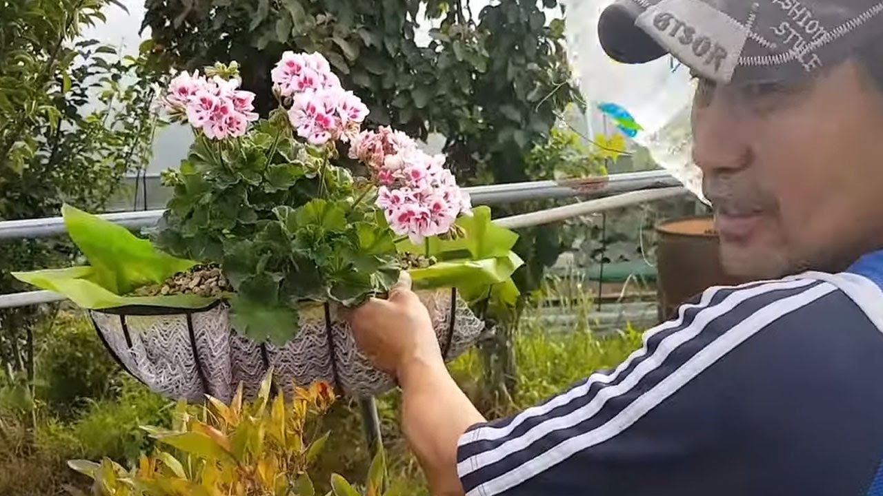 제라늄 꽃 잘 키우는 방법 (꽃농원 주인이) 제대로 가르쳐 줍니다.