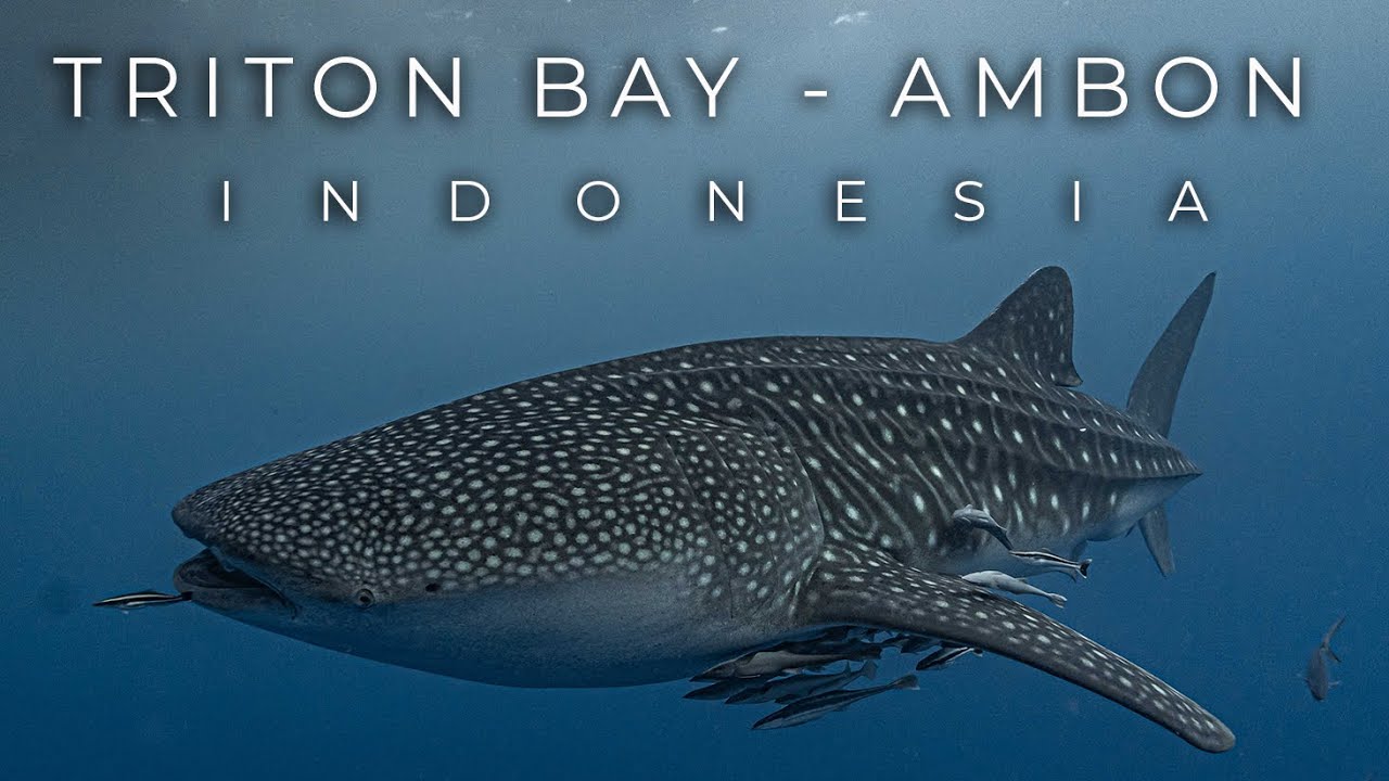 Triton Bay to Ambon, Scuba Liveaboard