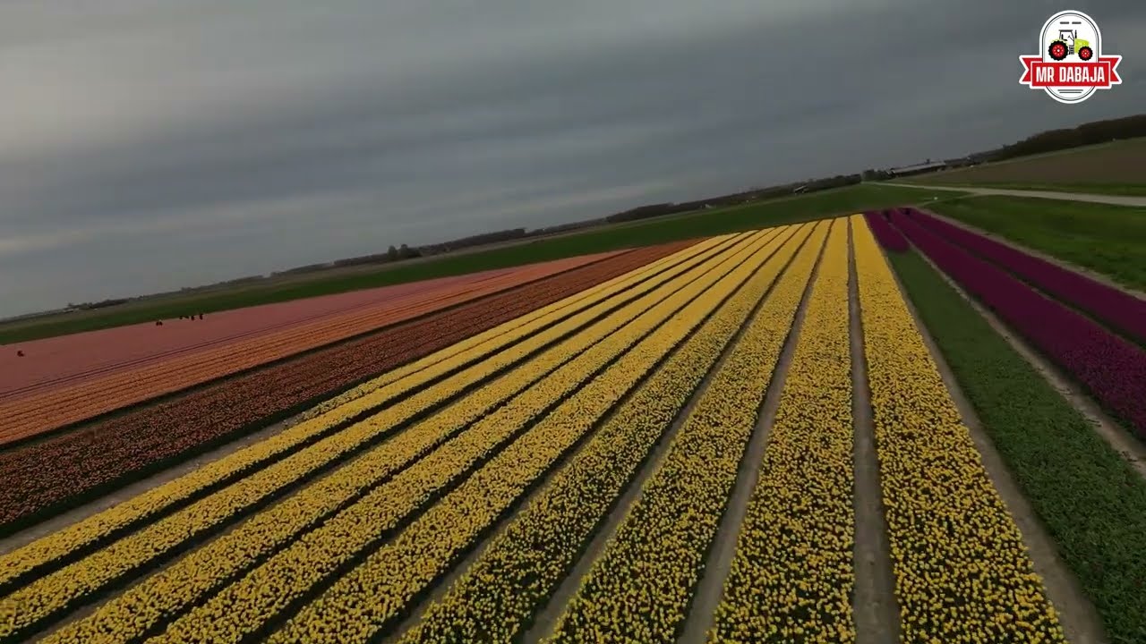 tulip fields zuid holland  The Netherlands 2025