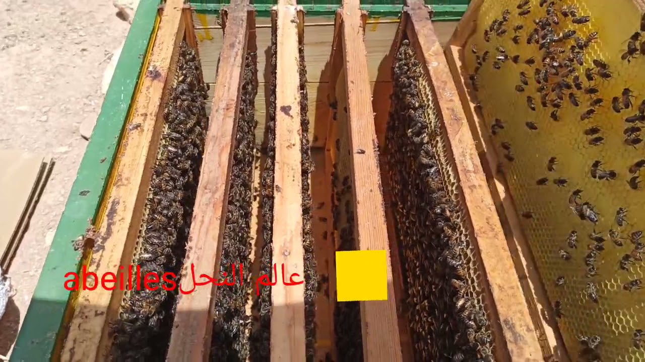 فحص خلية النحل الطولية بعد استخراج طردين منها