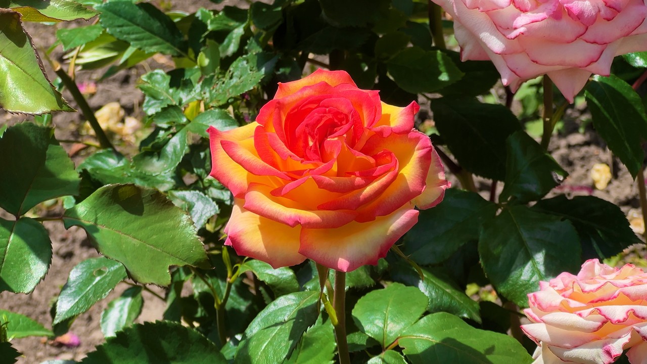 Peaceful Rose Garden Ambience 🌹 Sunny Flowers & Gentle Birds for Relaxation