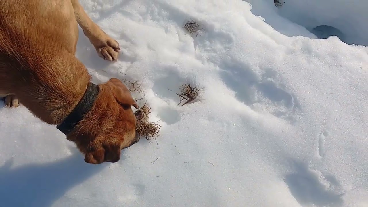 На лыжах по насту