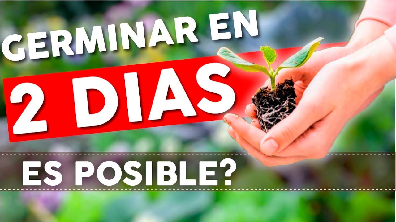Este TRUCO promete GERMINAR SEMILLAS en 2 DIAS!!! Lo probamos juntos?